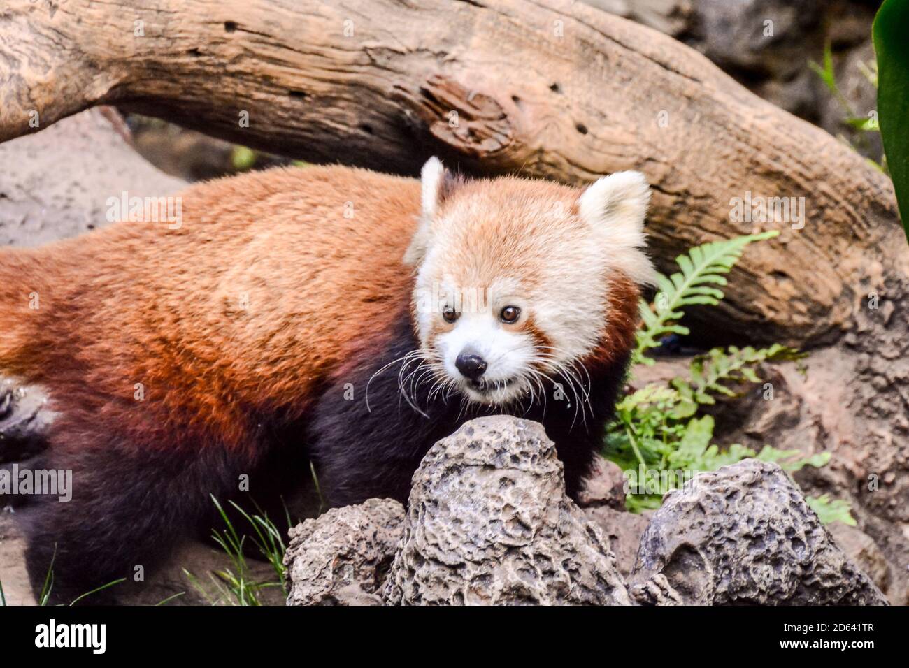 Roter Panda Firefox Säugetier Tier Stockfoto