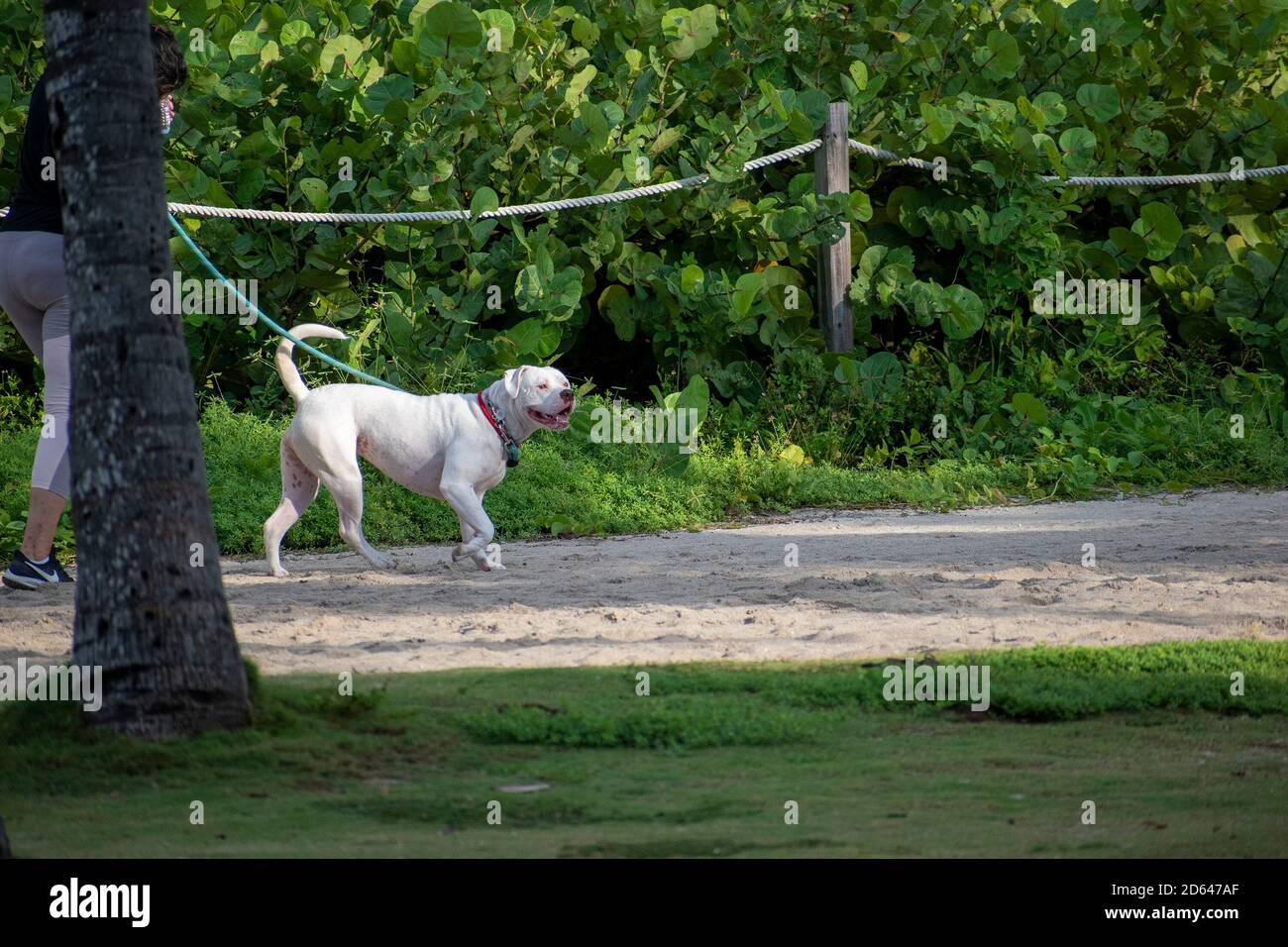 Weißer Hund, der im North Shore Park herumläuft und sich umschaut Stockfoto