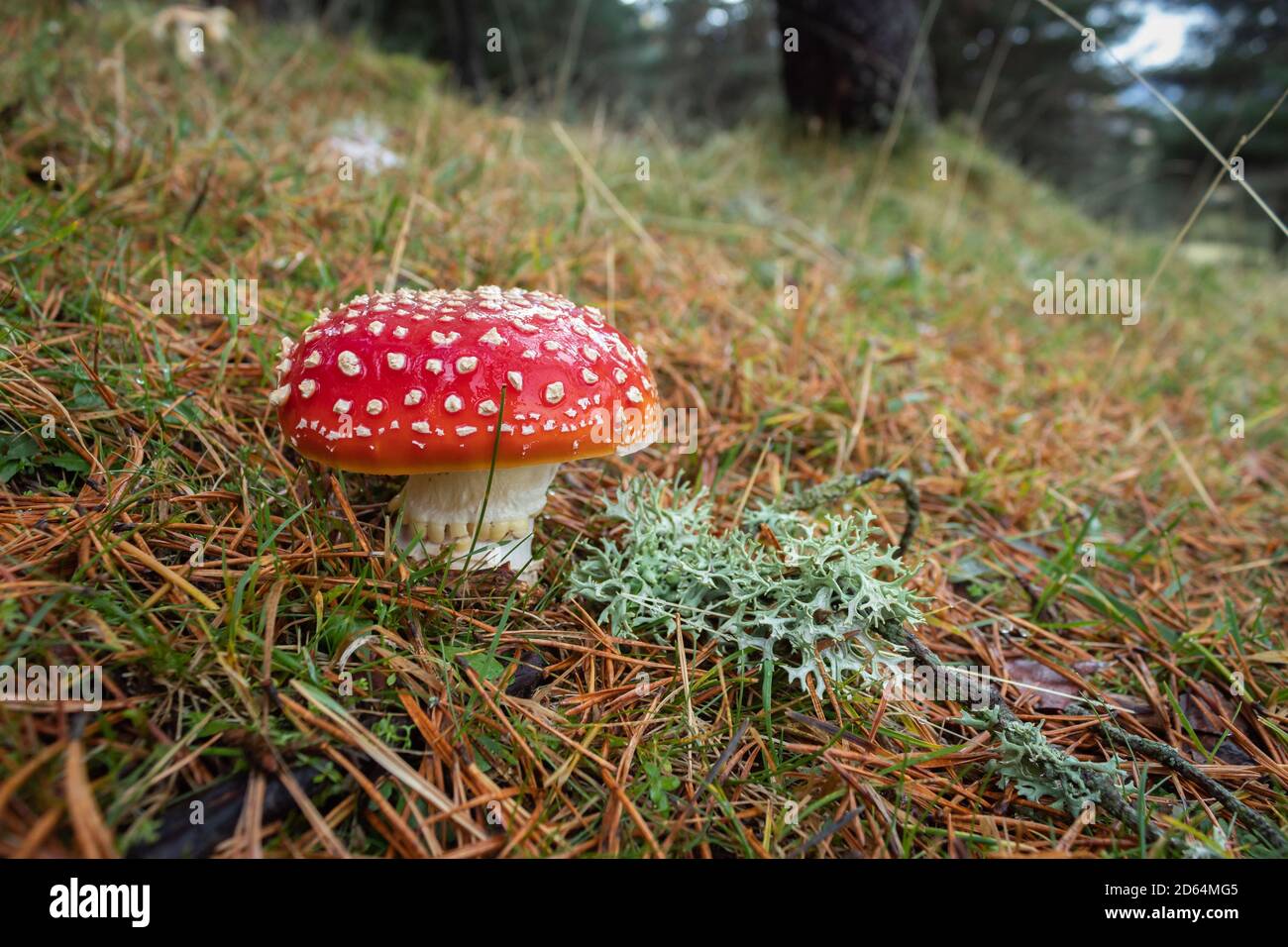 Amanita muscaria: Diese auffälligen roten Pilze sind hochgiftig. Stockfoto