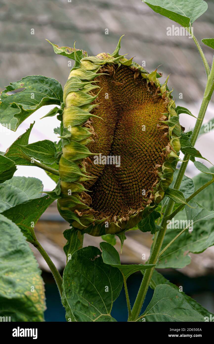 Sonnenblume mit reifen Samen im Garten. Stockfoto