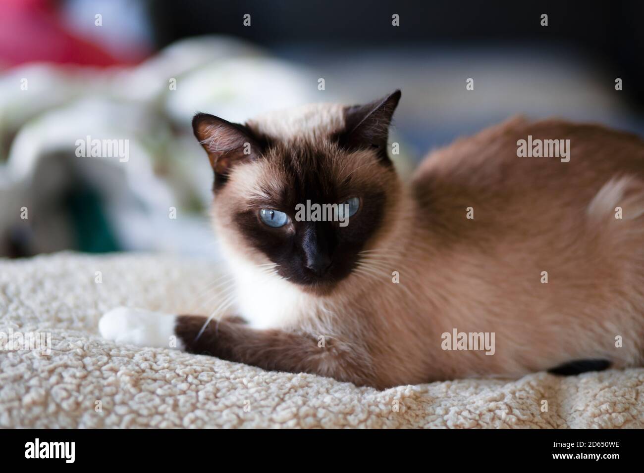 Porträt einer siamesischen Katze mit Seehundpunkt und Schneeschuhpfoten Stockfoto