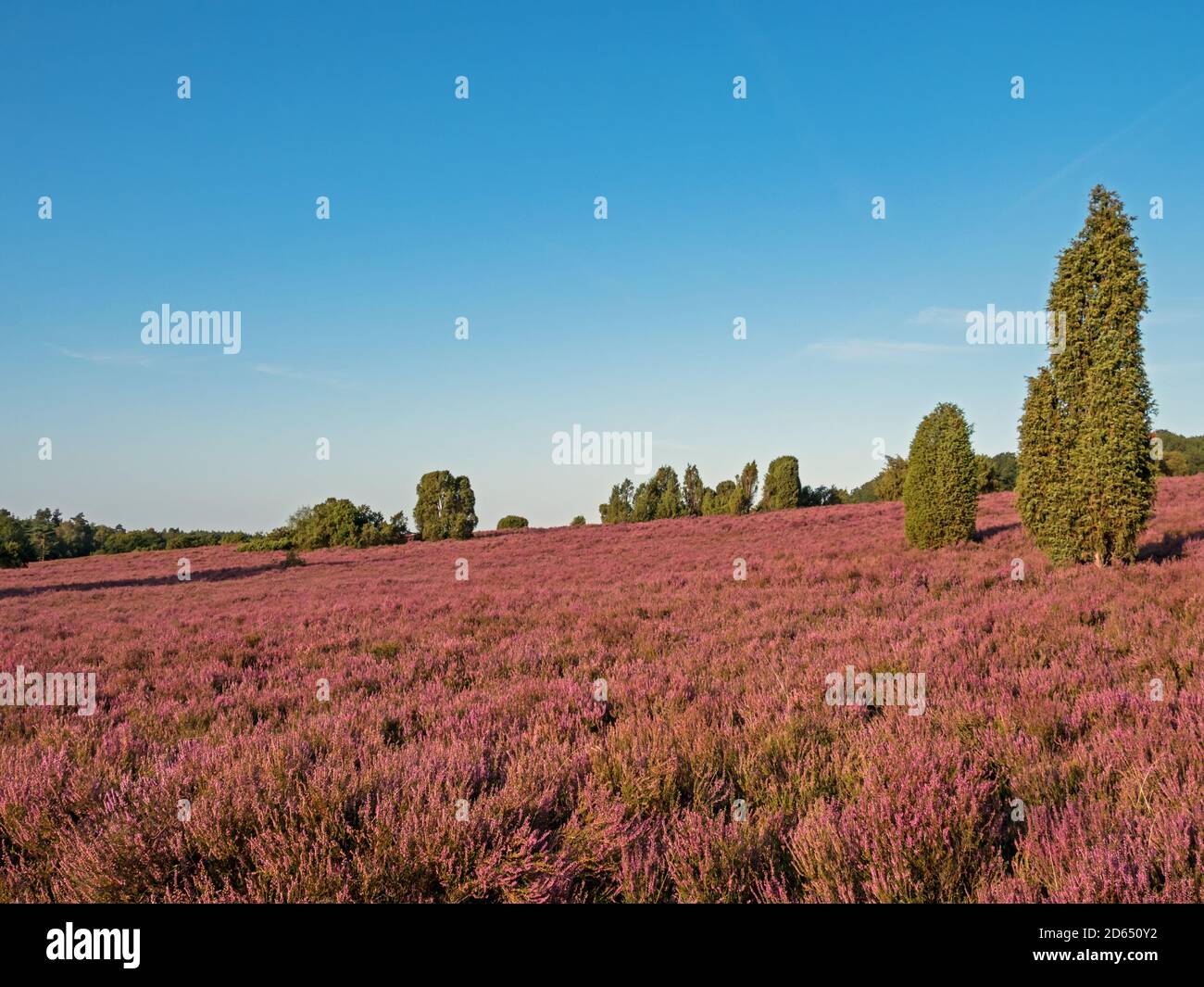 Landschaft in der Lüneburger Heide bei voller Blüte, Niedersachsen, Deutschland Stockfoto