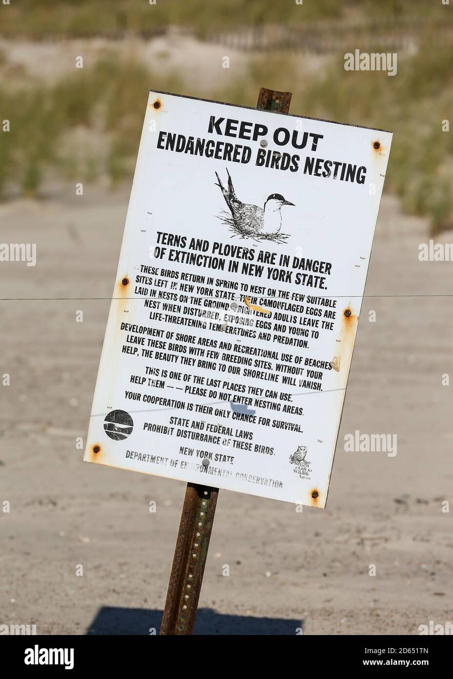 Vogelnistschild am Strand in Lido Beach, New York Stockfoto