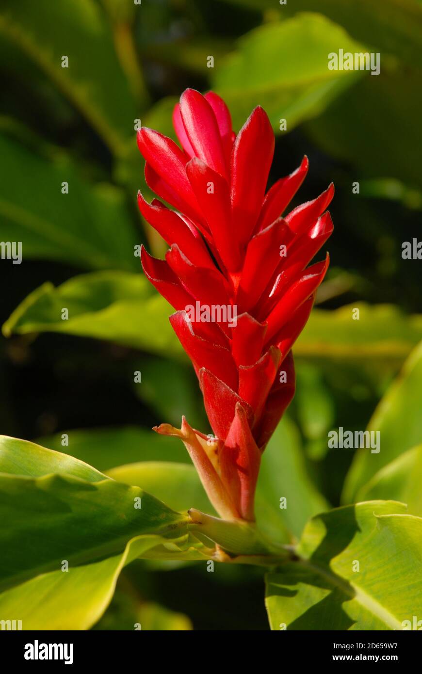Rote Ingwerblume, auch Alpinia purpurata genannt Stockfoto
