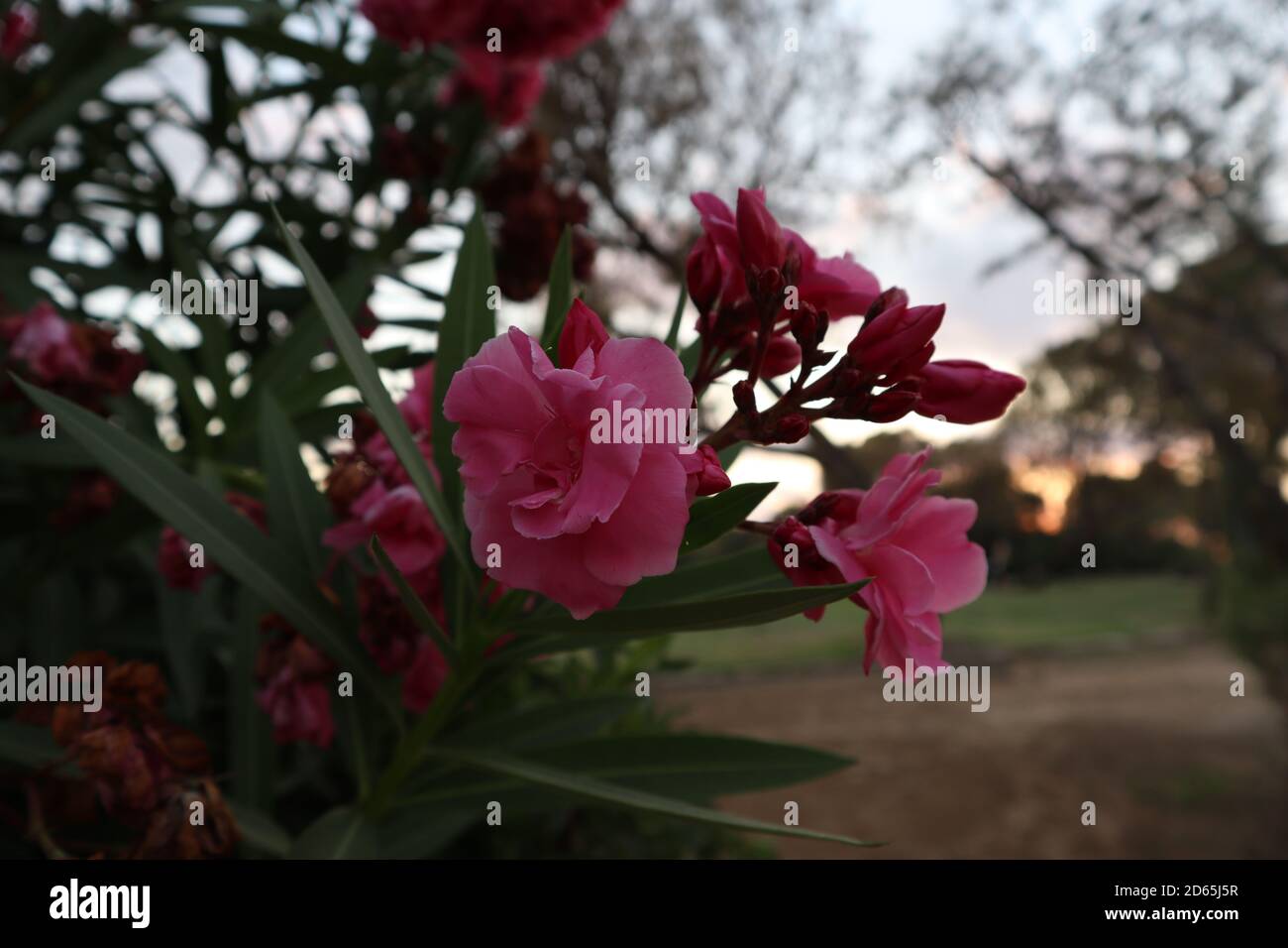 Blumen aus der Nähe in einem schönen Park Stockfoto
