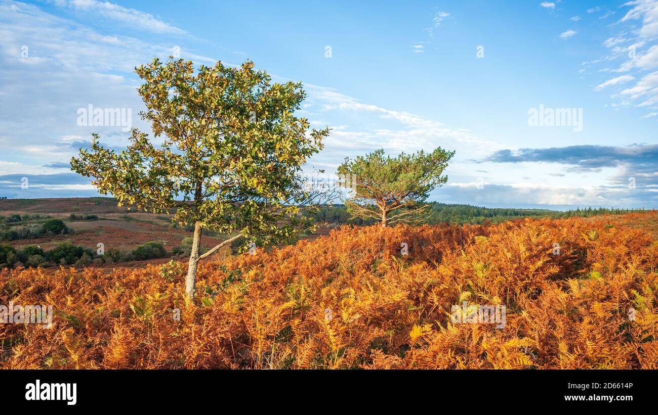 Herbstlandschaft mit zwei Bäumen und goldbraunen Bracken unter Blauer Himmel Stockfoto