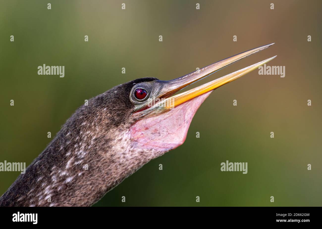Anhinga (Anhinga anhinga) Leiter, Brazos Bend State Park, Needville, Texas, USA. Stockfoto