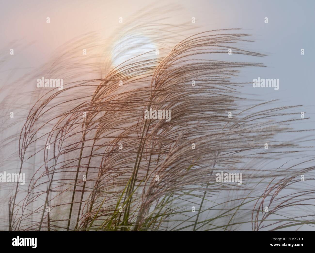 Prairie Wind bei Sonnenuntergang, zusammengesetztes Bild. Iowa, USA Stockfoto