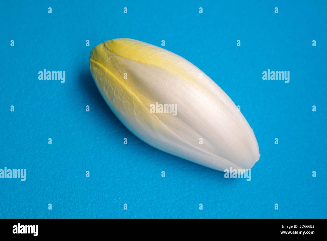 Zichorie, Endive, Succory. Witlofgemüse. Frischer Chicorée auf blauem Hintergrund. Stockfoto