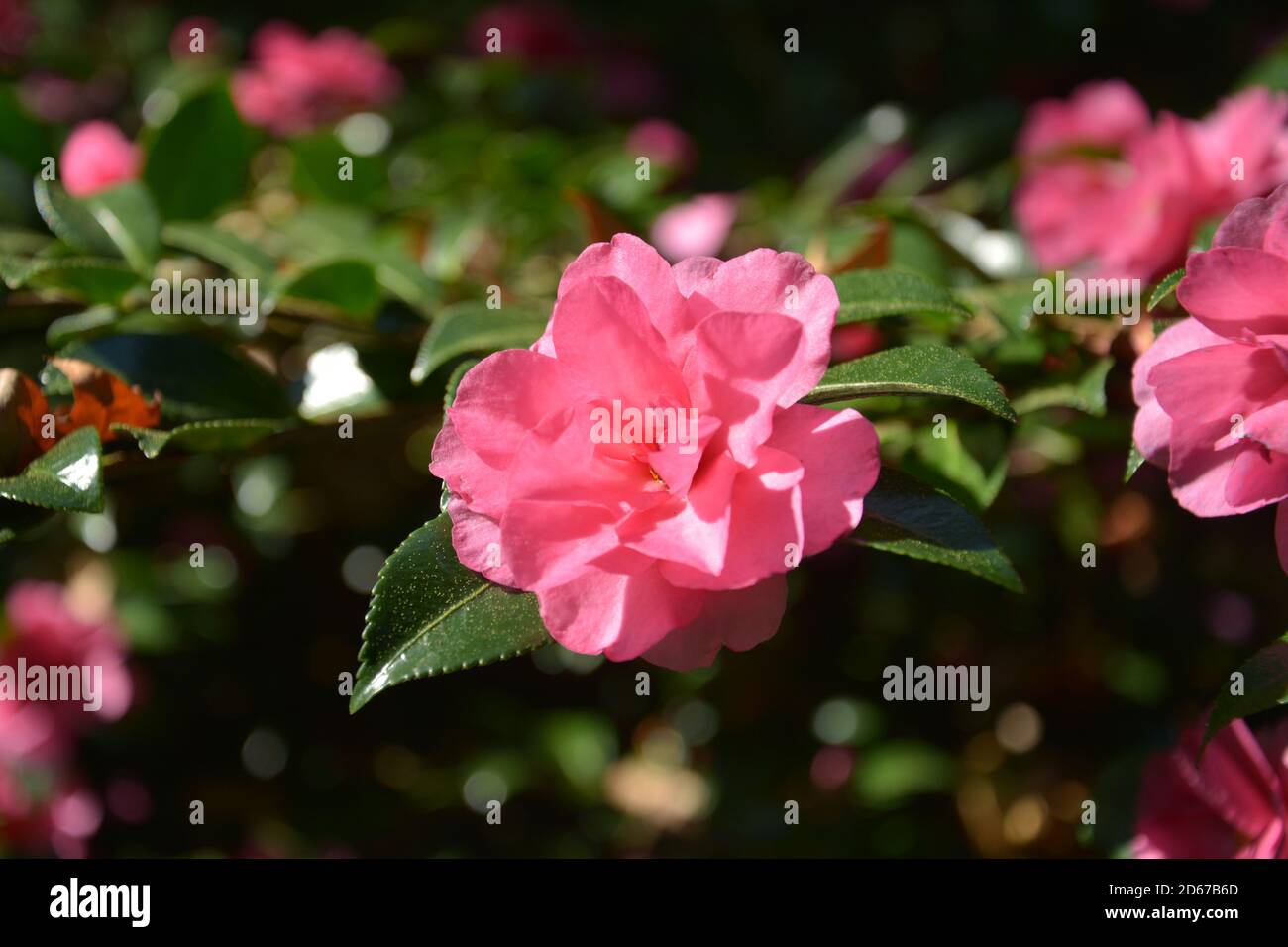 Eine isolierte rote Kamelie blüht an sonnigen Tagen im Garten Stockfoto