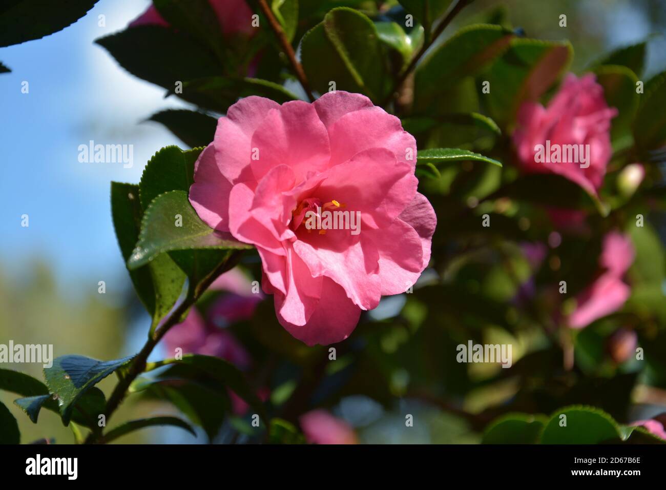 Eine Kamelie blüht unter hellem Sonnenlicht im Park Stockfoto