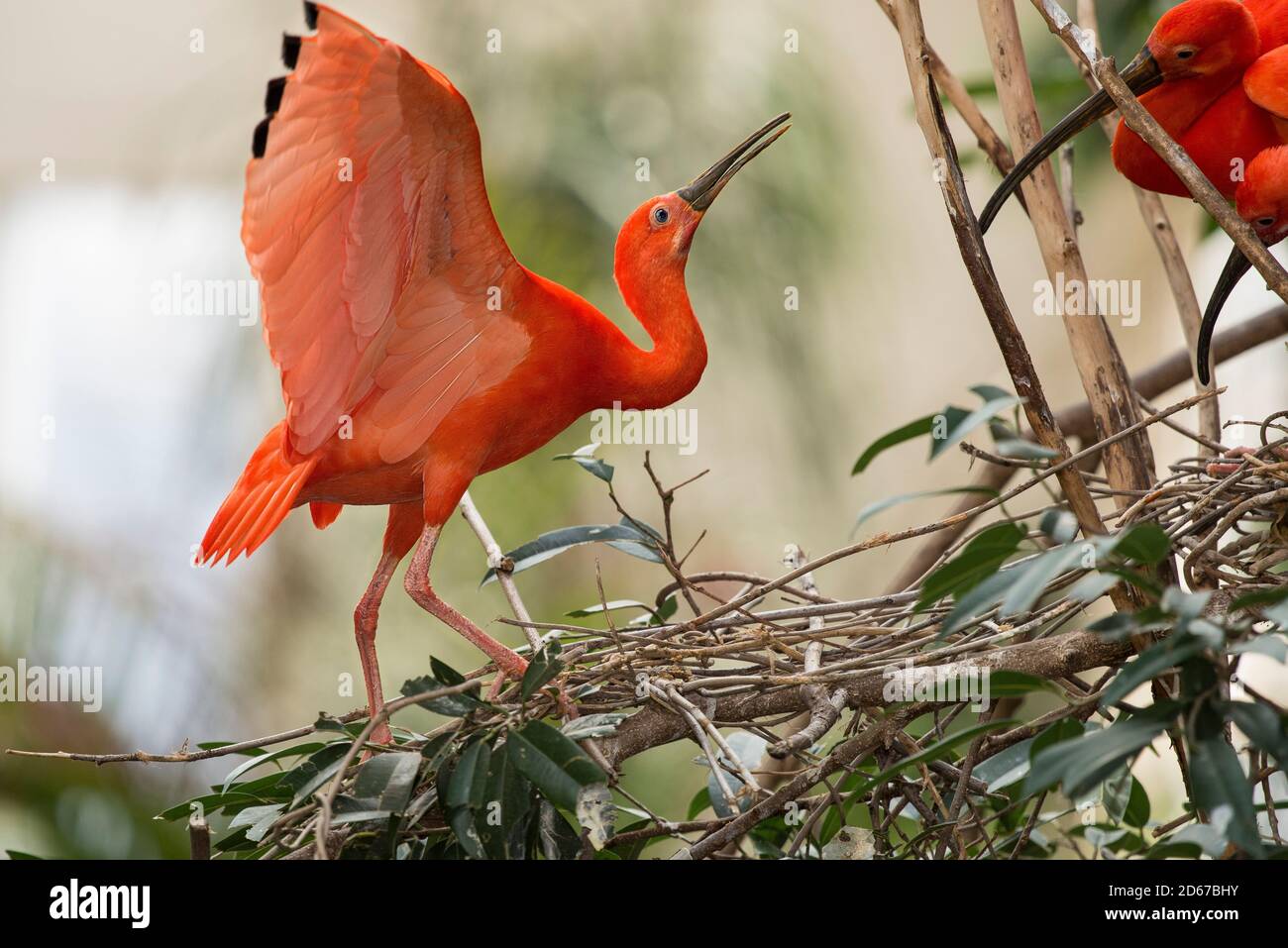 Der scharlachrote Ibis ist eine Art von Ibis in der Vogelfamilie Threskiornithidae. Es bewohnt tropisches Südamerika und Insel der Karibik. Stockfoto