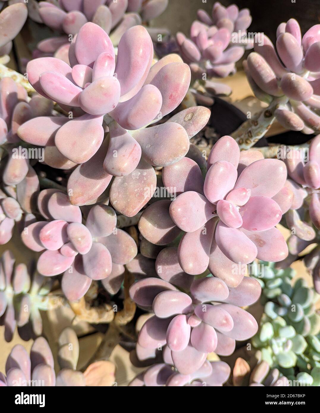 Kleine rosafarbene Sukkulenten sehen aus wie Blumen, die in der Sonne blühen Tag Stockfoto