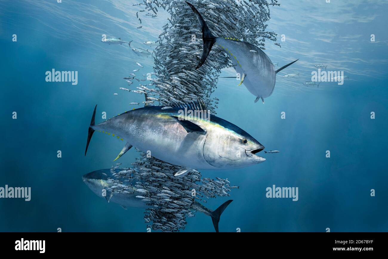 THUNFISCH BLAUFLOSSENTHUN ROTER THUN visual data 6