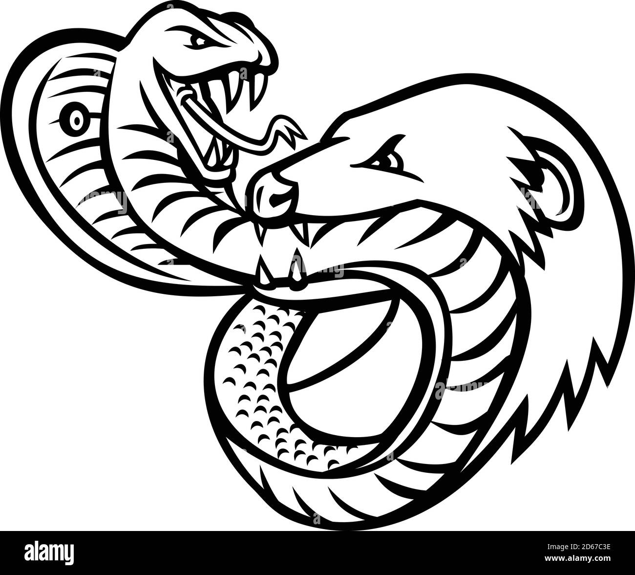 Maskottchen Illustration einer giftigen König Kobra Schlange und Mungo kämpfen, beißen und angreifen einander von vorne auf isoliertem Hintergrund in Stock Vektor