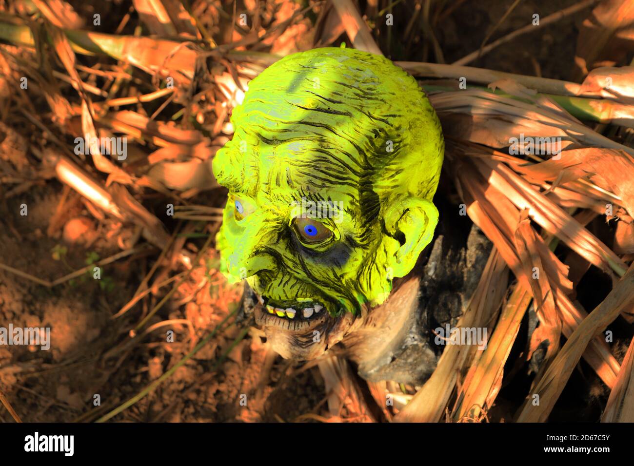 Halloween-Konzept der unheimlichen Schädel Kopf auf dem Boden Stockfoto