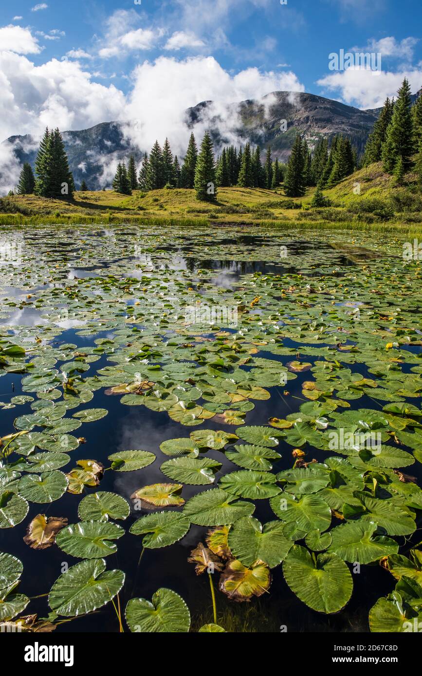 Süßwasserteich mit Spadderdocks (Nuphar advena), San Juan Mountains, CO, USA, von Bruce Montagne/Dembinsky Photo Assoc Stockfoto