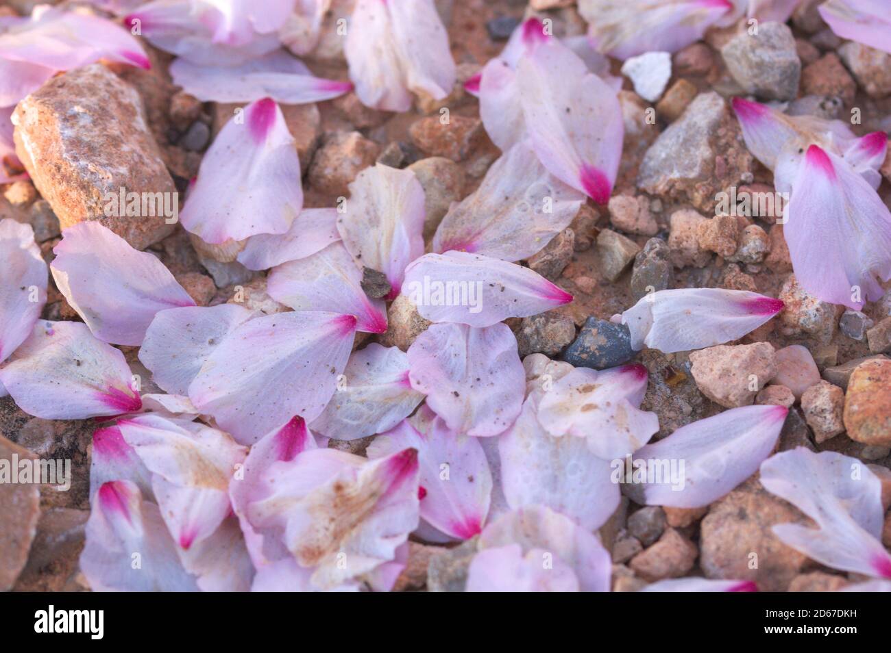 Erde um einen Mandelbaum voller herabgefallener Blütenblätter Die Blumen setzen sich bereits im späten Winter ein Stockfoto