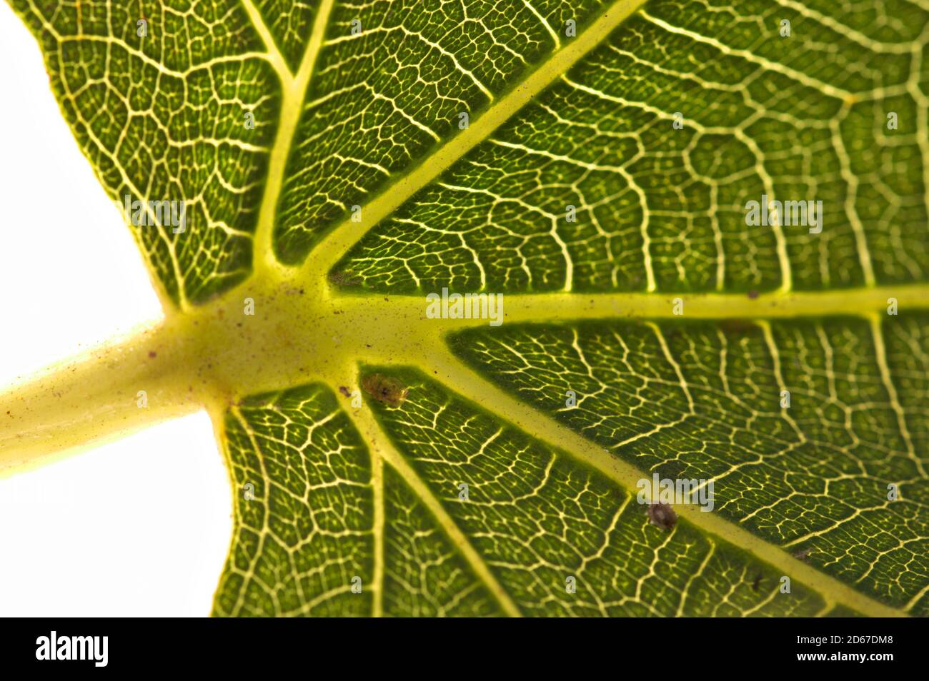 Ansicht der Struktur eines Feigenblattes, das teilnimmt Des Stiels gegen das Licht Stockfoto