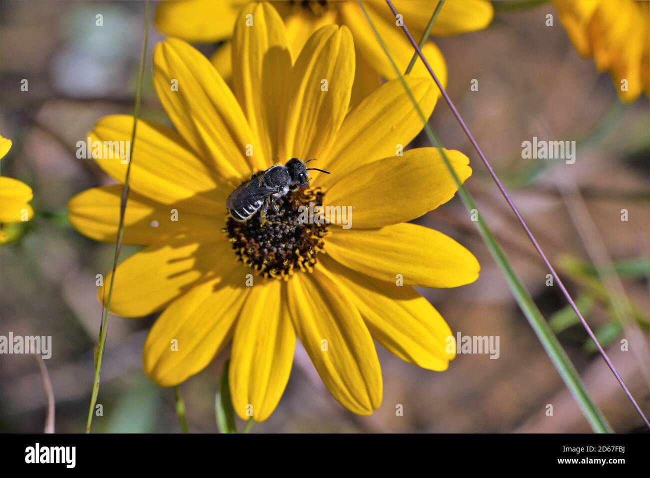 Fliegendes schwarzes Insekt auf einer kitzelblüten. Stockfoto