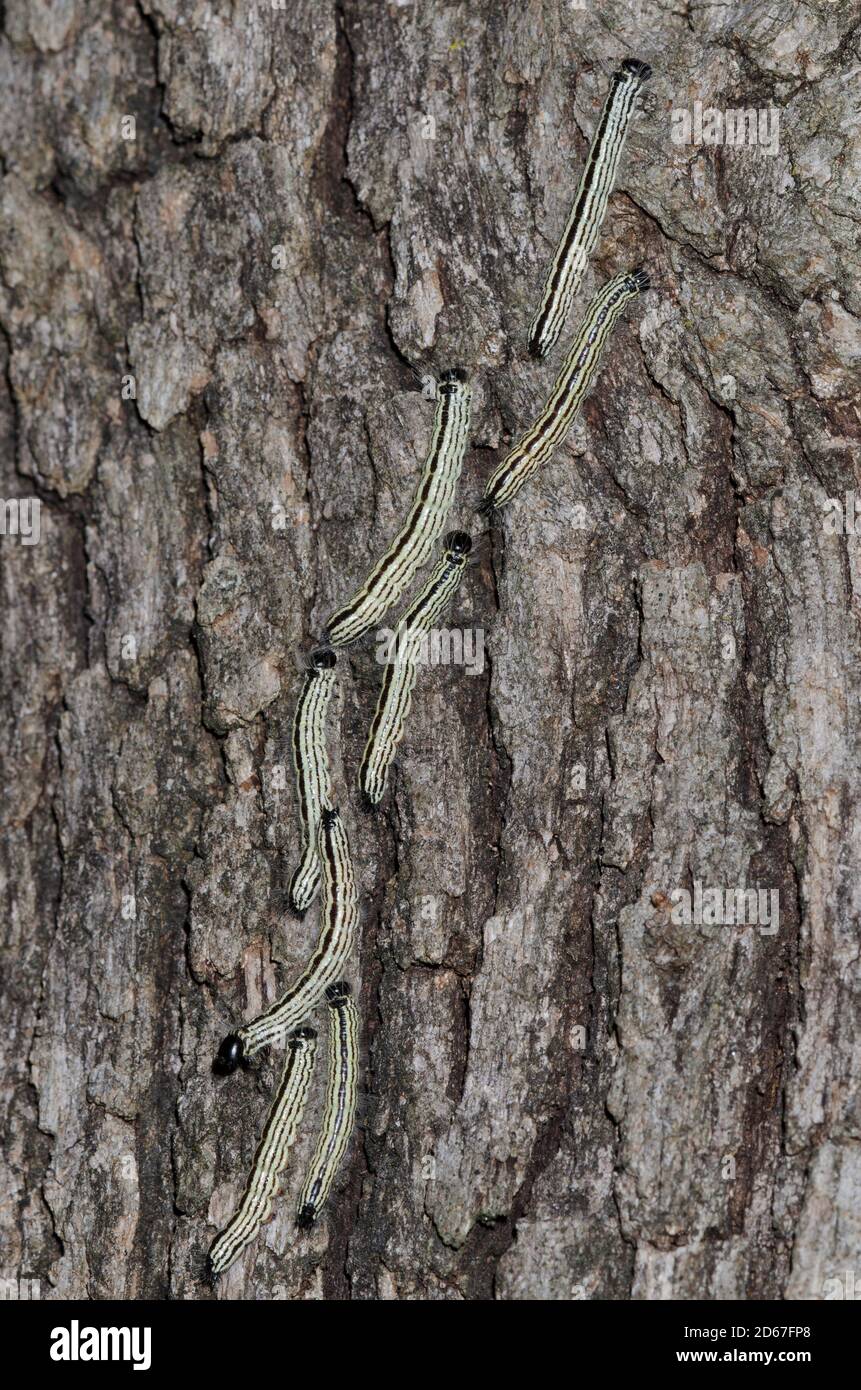 Prominente Motten, Datana sp., Posteiche aufmarschieren, Quercus stellata Stockfoto