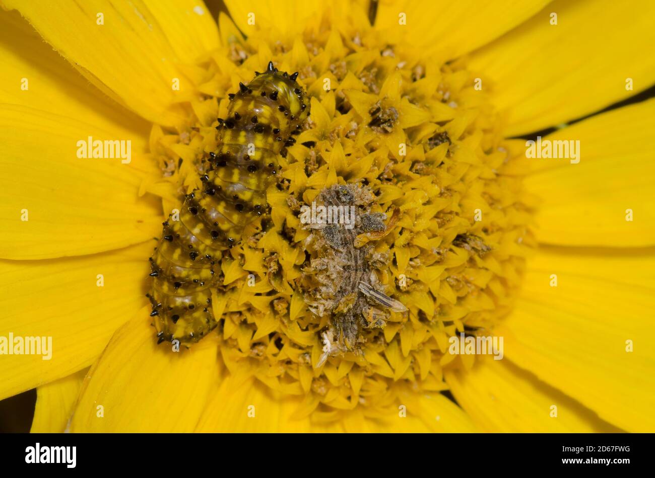Eulentaucher, Stiria sp., (links) und Smaragdmot, Synchlora sp., (getarnt mit Blumenschutt) Larven, die sich von Maximilian Sonnenblume ernähren Stockfoto
