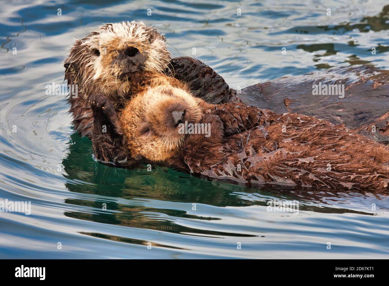 Mutter Seeotter umarmt ihr Baby in einer zarten Umarmung. Stockfoto