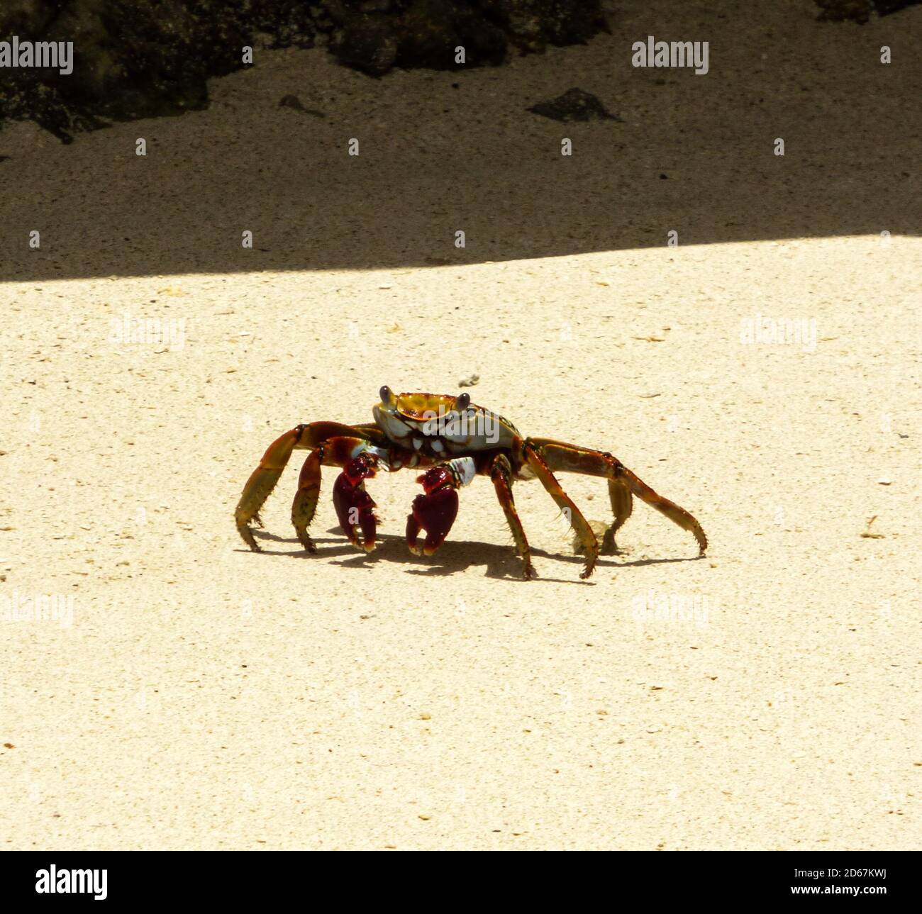 Selektive Aufnahme einer Krabbe, die auf Sand läuft Die Küstentarnung Stockfoto