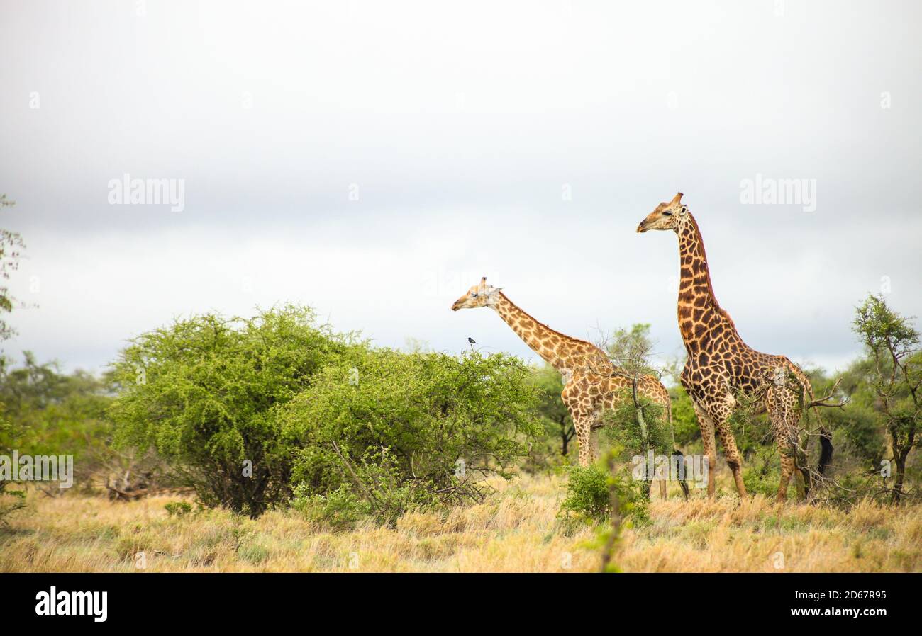 Fernansicht der Afrikanischen Giraffe während einer Paarung in Ein südafrikanisches Wildreservat Stockfoto
