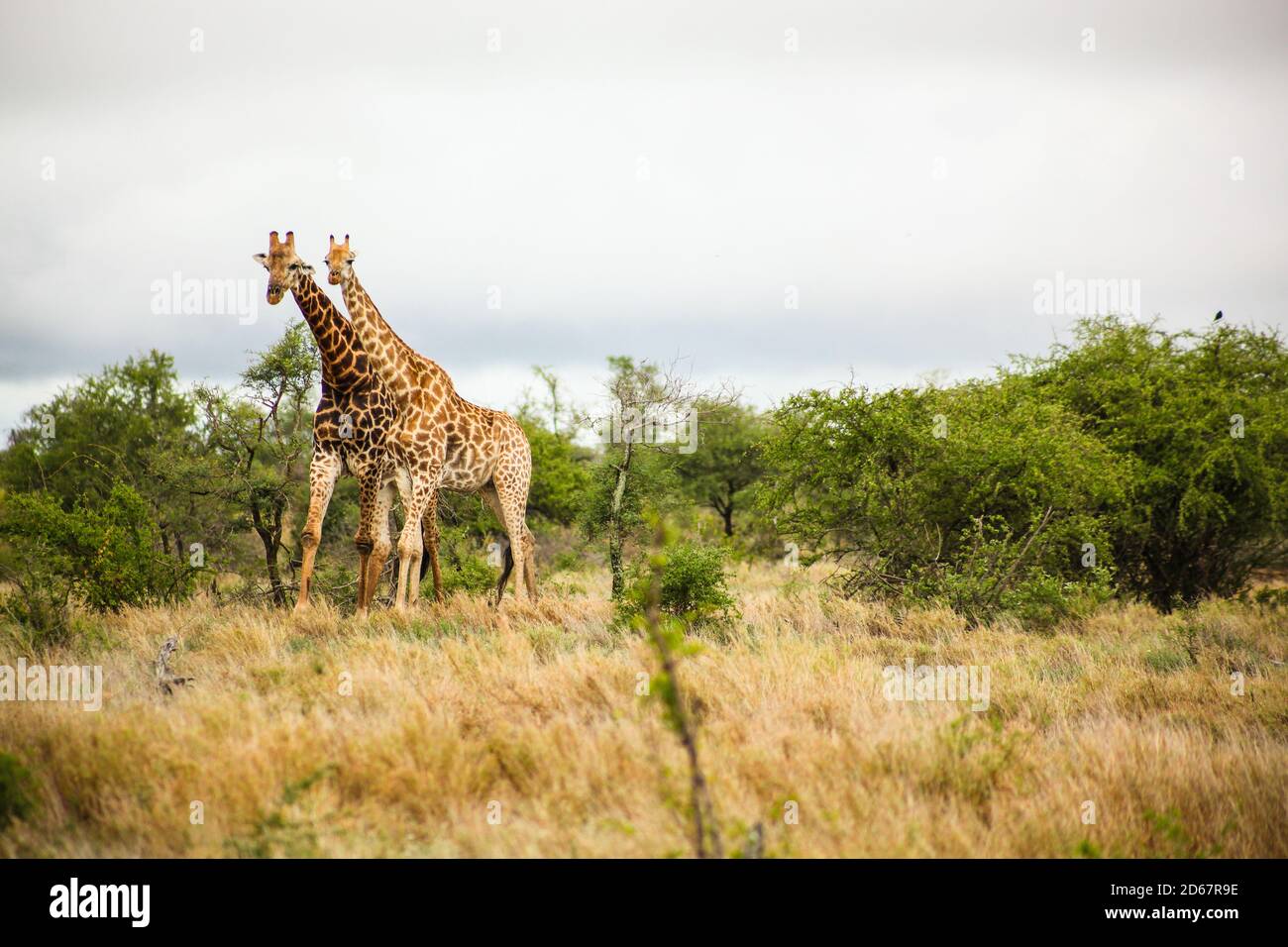 Fernansicht der Afrikanischen Giraffe während einer Paarung in Ein südafrikanisches Wildreservat Stockfoto