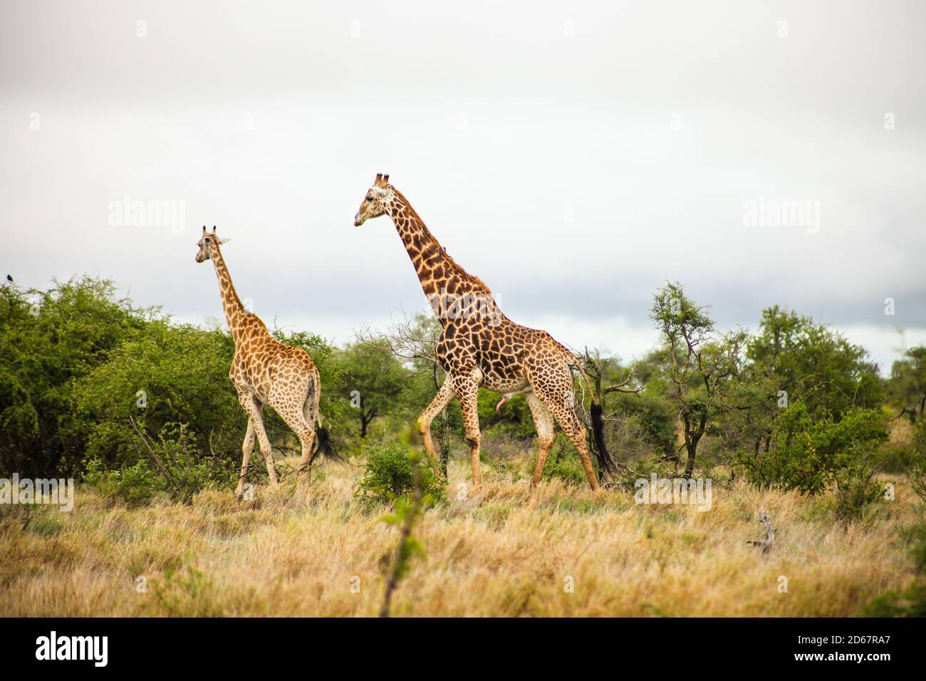 Fernansicht der Afrikanischen Giraffe während einer Paarung in Ein südafrikanisches Wildreservat Stockfoto