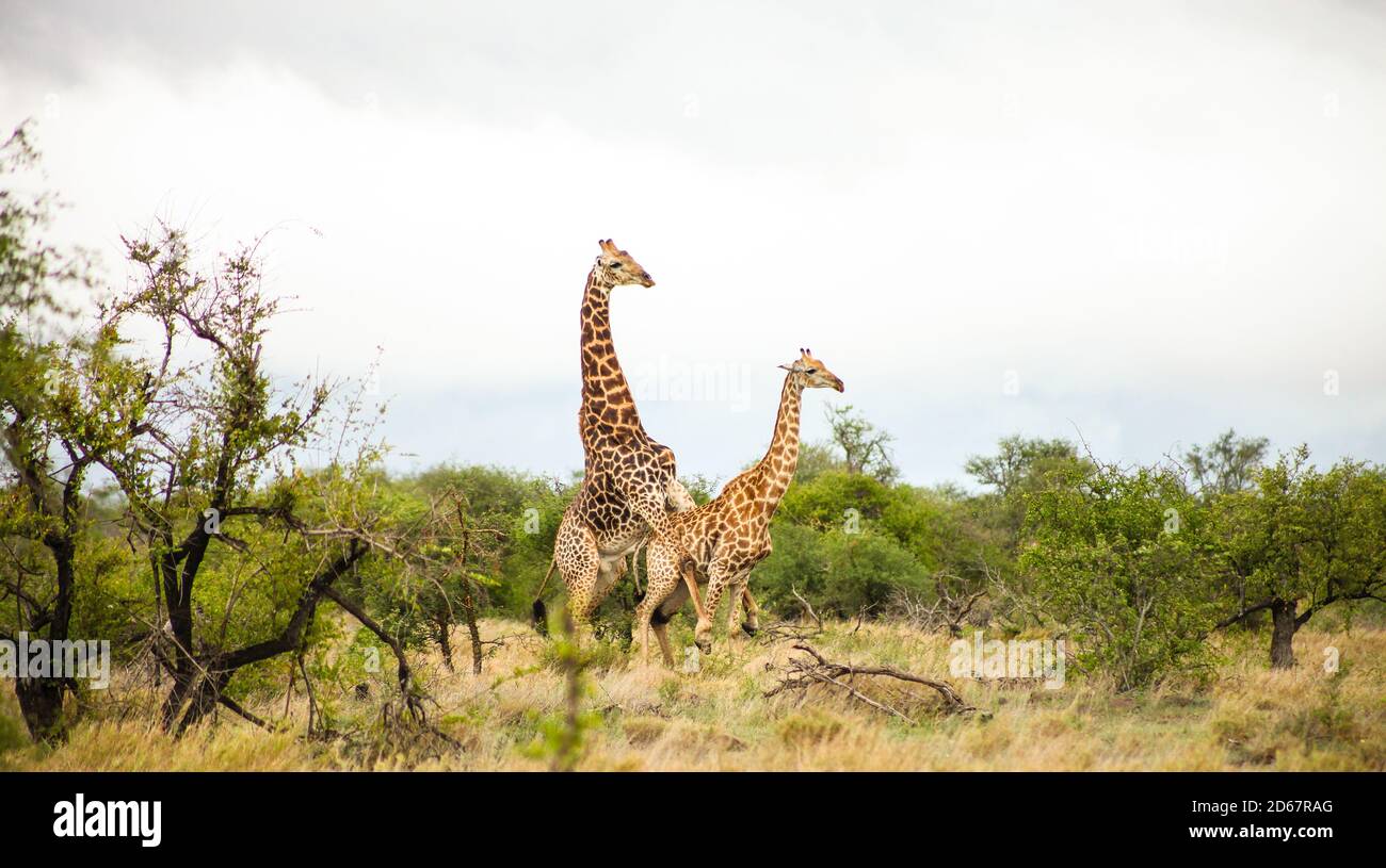 Fernansicht der Afrikanischen Giraffe während einer Paarung in Ein südafrikanisches Wildreservat Stockfoto