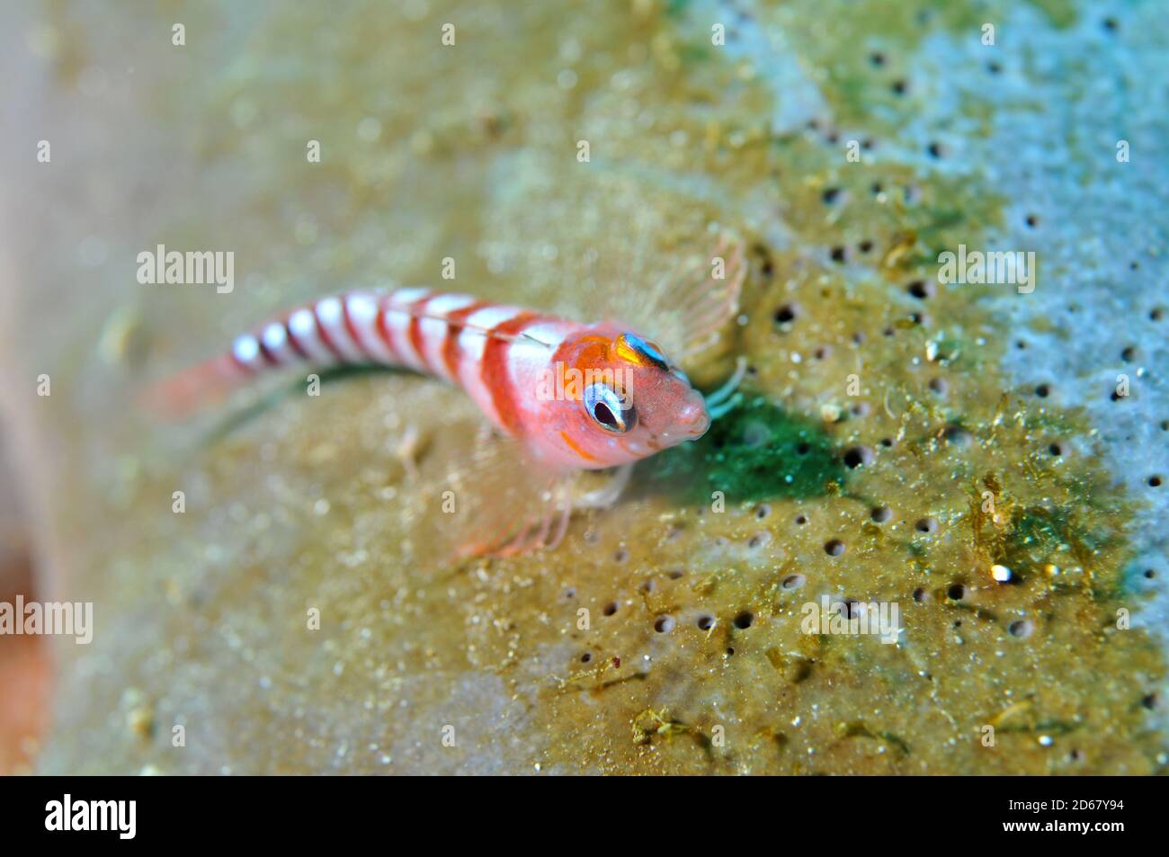Blau-gemusterte Triplefin, Notoclinops Segmentatus, Arme Ritter Inseln Nature Reserve, Bay of Islands, Neuseeland Stockfoto