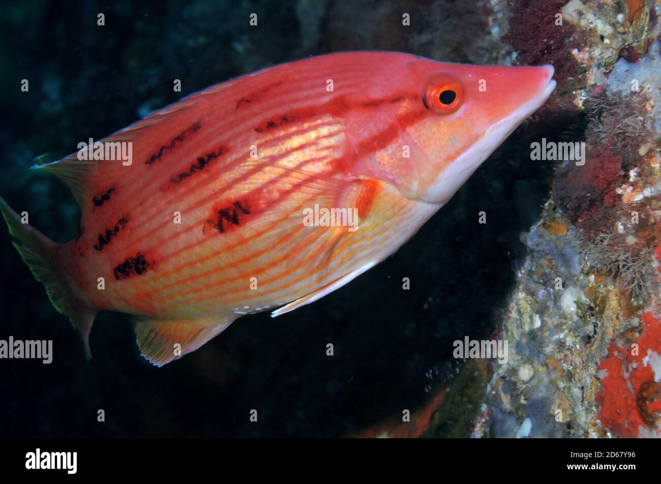 Weibliche rote Pigfish, Bodianus Unimaculatus, Arme Ritter Inseln Nature Reserve, Bay of Islands, Neuseeland Stockfoto