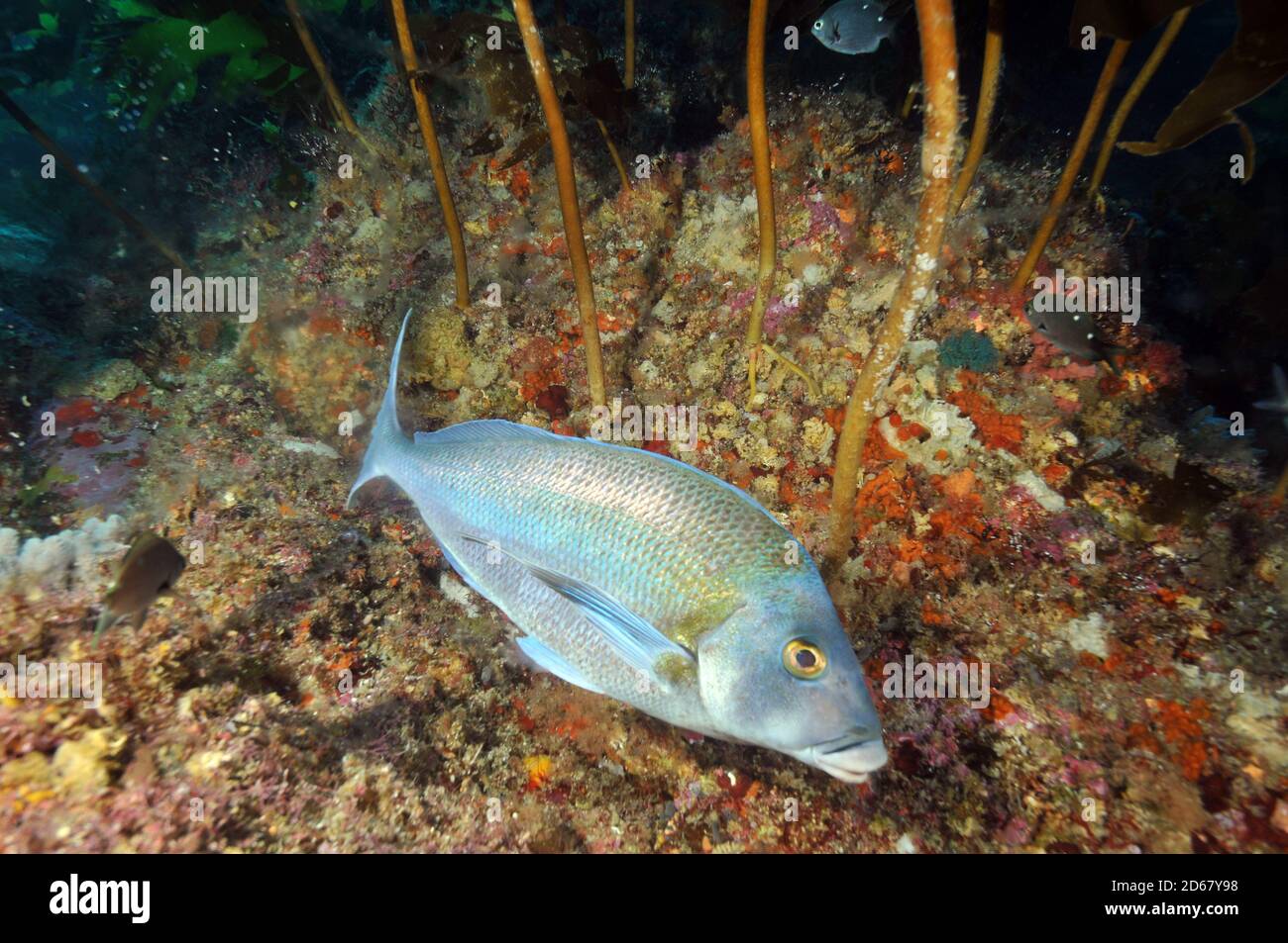 Ein blauer Morwong- oder Porenfisch, Nemadactylus douglasii, schwimmt von Kelp, Poor Knights Islands Nature Reserve, Bay of Islands, Neuseeland Stockfoto
