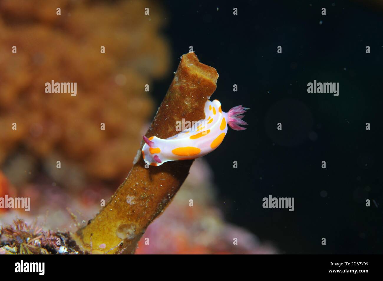 Clown Nacktschnecken, Ceratosoma Ameonum, Arme Ritter Inseln Nature Reserve, Bay of Islands, Neuseeland Stockfoto