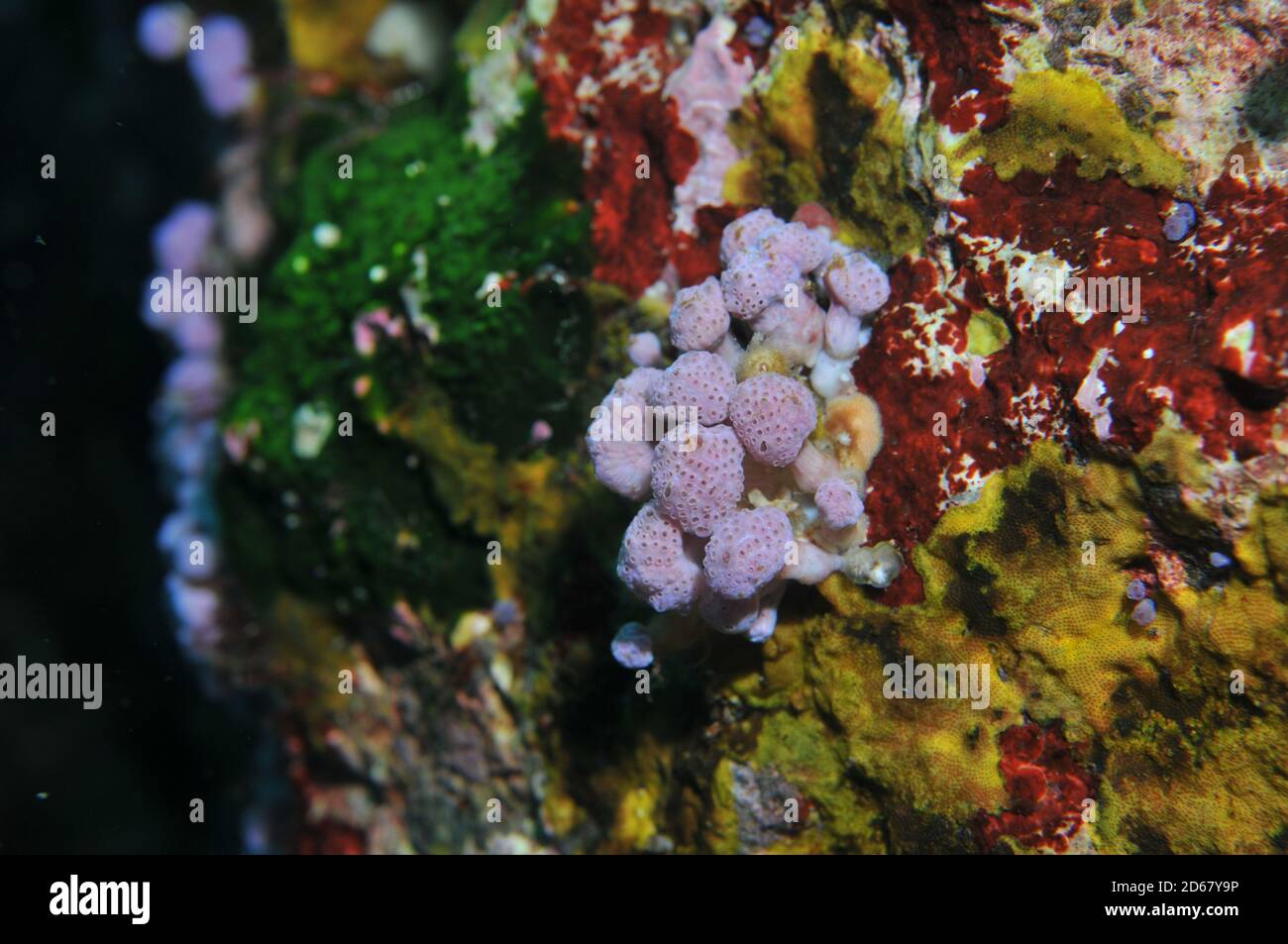Eine bunte Wand des Korallenriffs um Arme Ritter Inseln Nature Reserve, Bucht der Inseln, Neuseeland Stockfoto