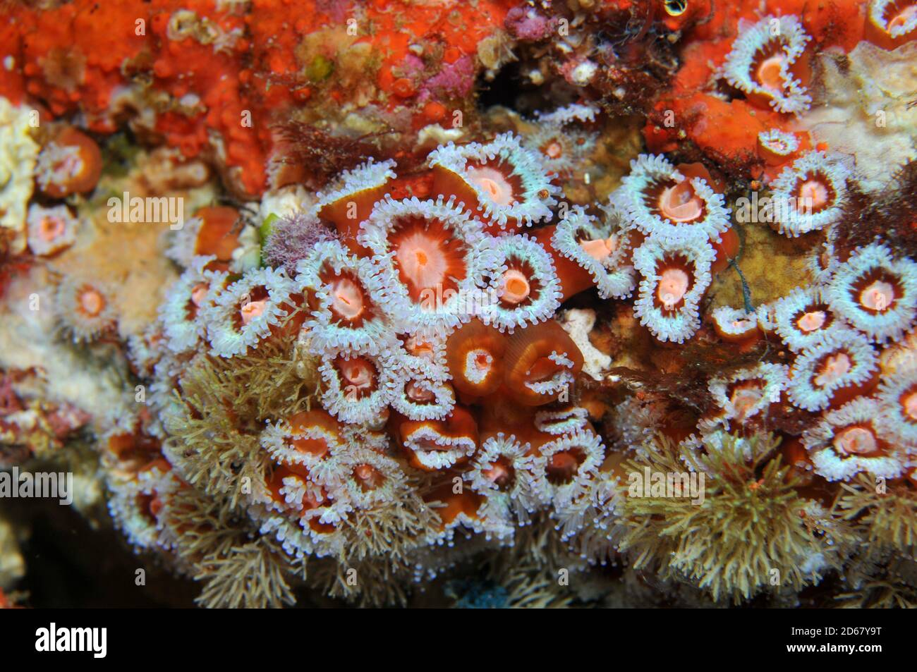 Anthozoans Juwel Anemonen, Corynactis Viridis, Arme Ritter Inseln Nature Reserve, Bay of Islands, Neuseeland Stockfoto