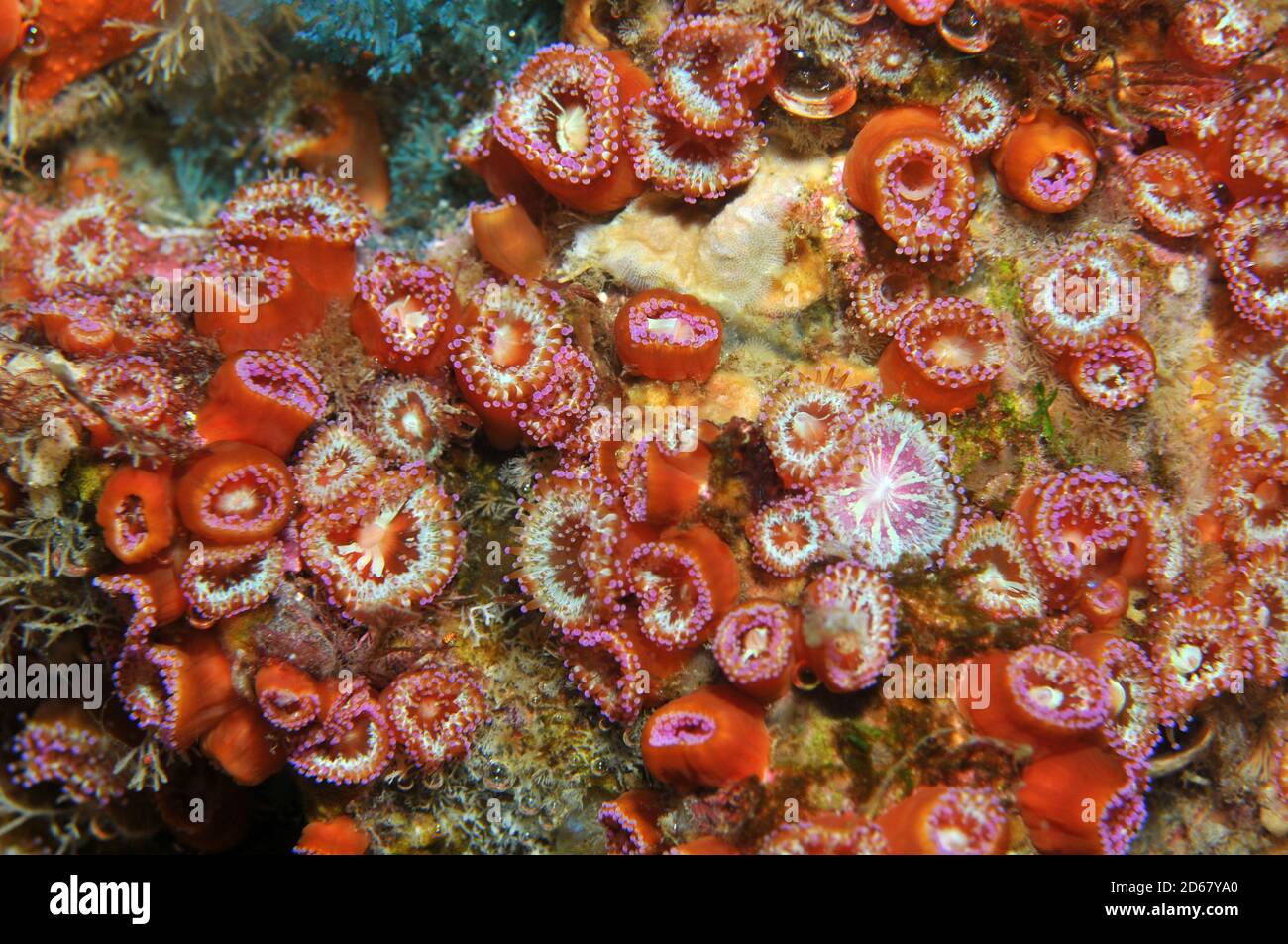 Vielfalt der Anthozoans Juwel Anemonen Corynactis Viridis, Arme Ritter Inseln Nature Reserve, Bay of Islands, Neuseeland Stockfoto