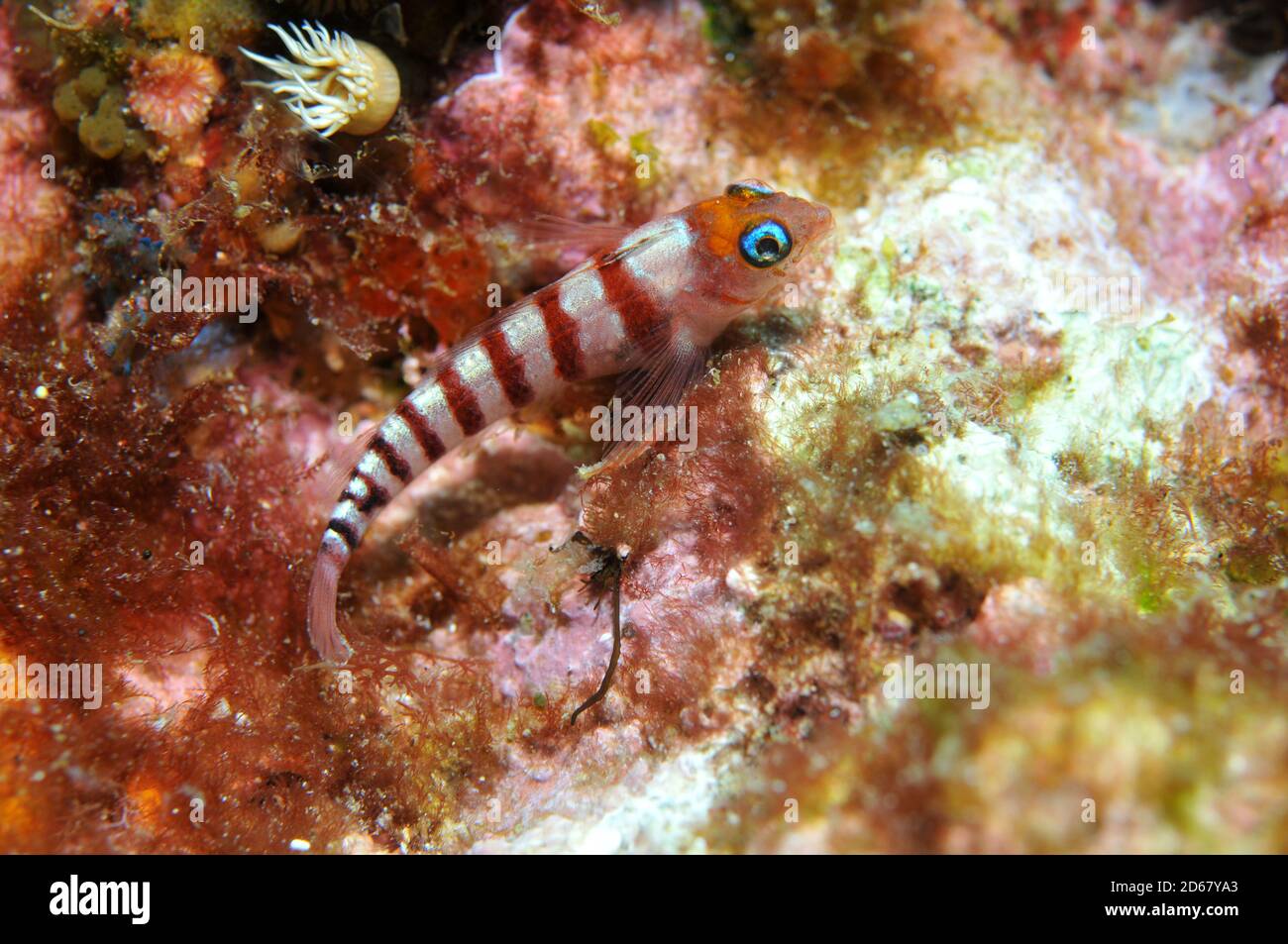 Blau-gemusterte Triplefin, Notoclinops Segmentatus, Arme Ritter Inseln Nature Reserve, Bay of Islands, Neuseeland Stockfoto