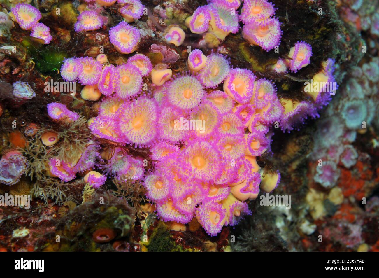 Anthozoans Juwel Anemonen, Corynactis Viridis, Arme Ritter Inseln Nature Reserve, Bay of Islands, Neuseeland Stockfoto