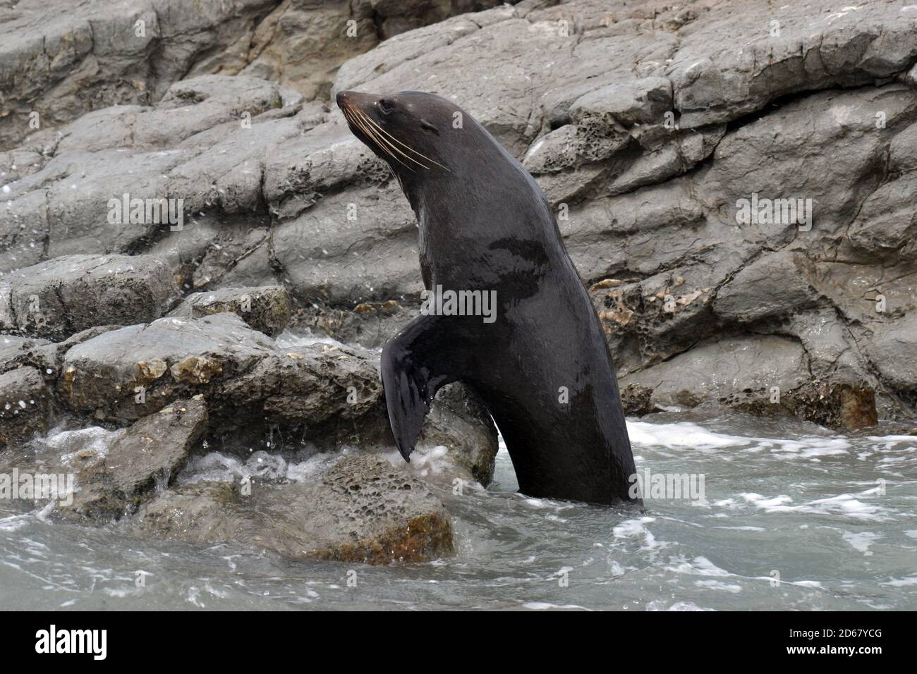 New Zealand Seebär oder Kekeno, Arctocephalus Forsteri, Kaikoura Halbinsel, Kaikoura, Südinsel, Neuseeland Stockfoto