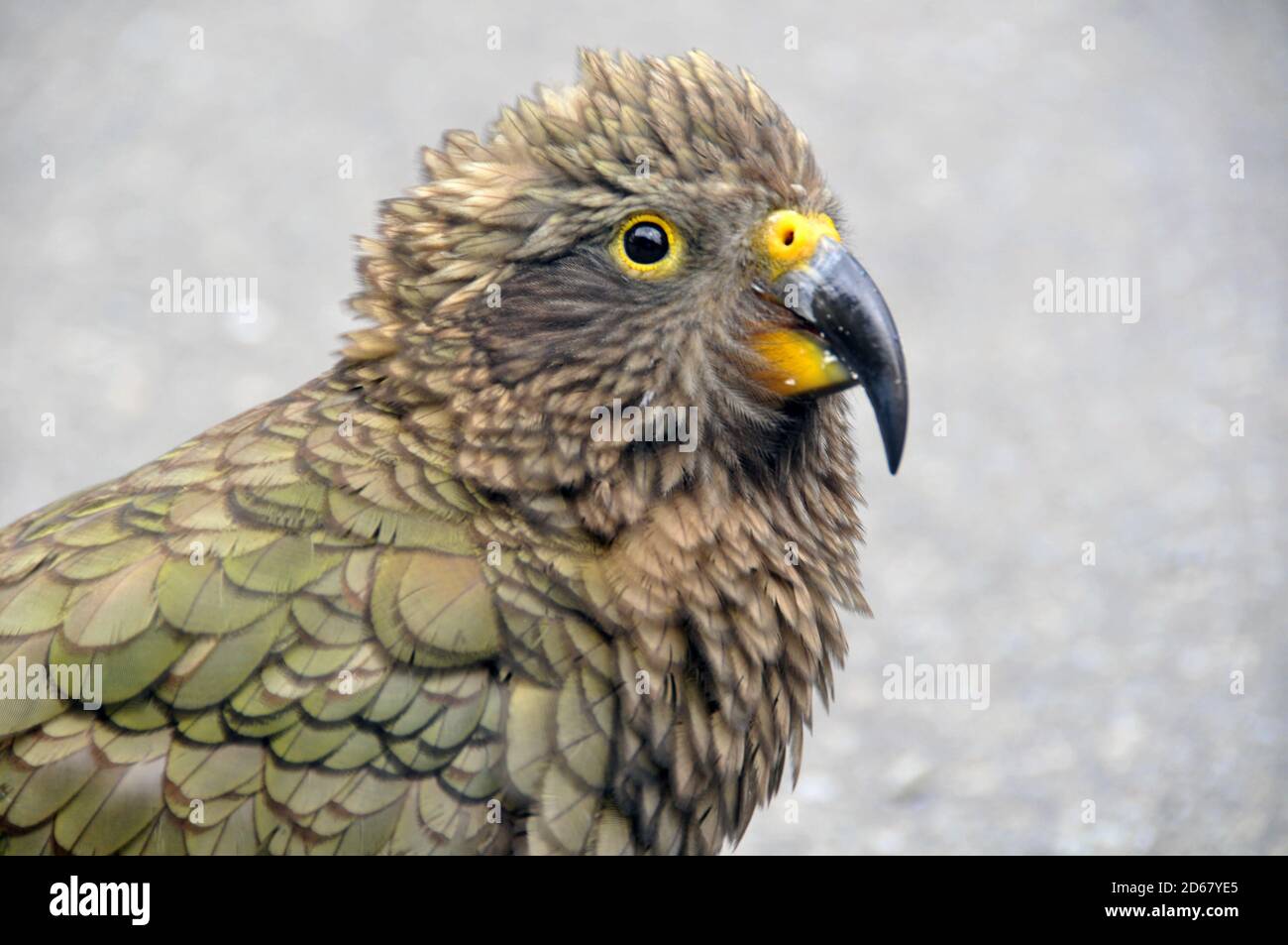 Kea Vogel, Nestor Notabilis, nur alpine Papagei der Welt und endemisch in Neuseeland, Arthur Pass, Südinsel, Neuseeland Stockfoto