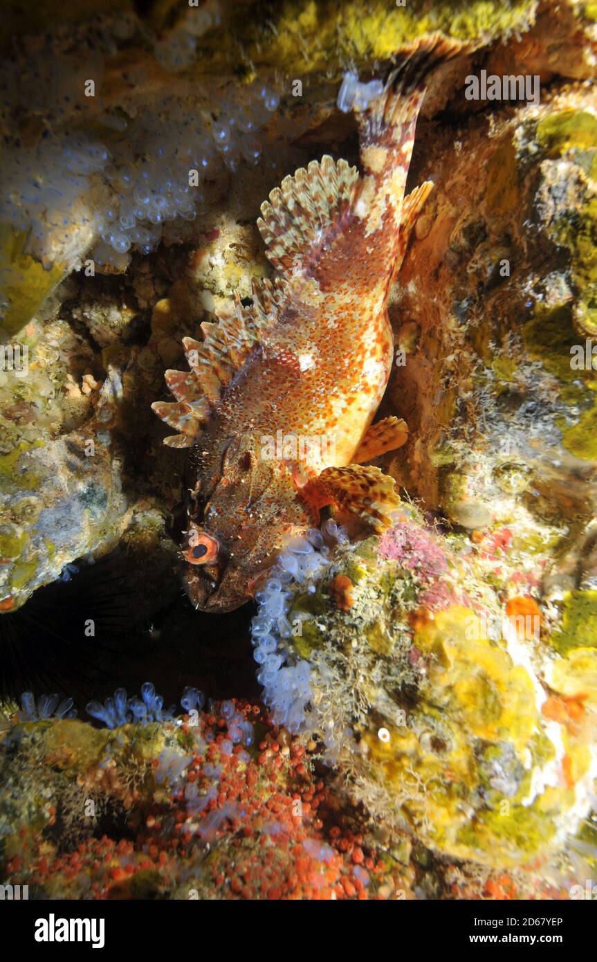 Nördlichen Drachenköpfe, Scorpaena Cardinalis, in der Nähe von Seetang, Arme Ritter Inseln Nature Reserve, Bay of Islands in Neuseeland Stockfoto
