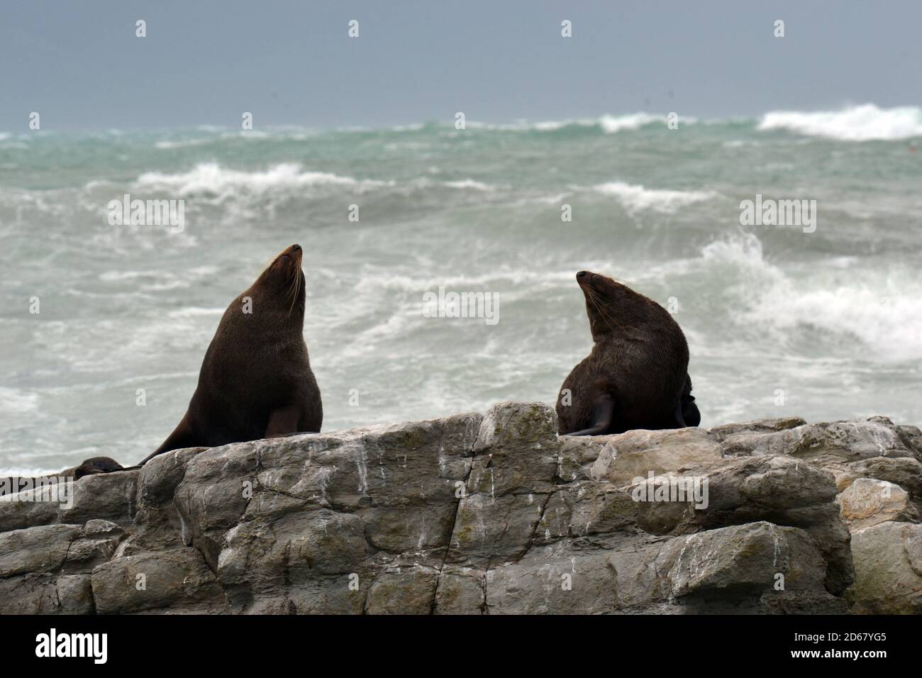 New Zealand Robben oder Kekenos, Arctocephalus Forsteri, Kaikoura Halbinsel, Kaikoura, Südinsel, Neuseeland Stockfoto