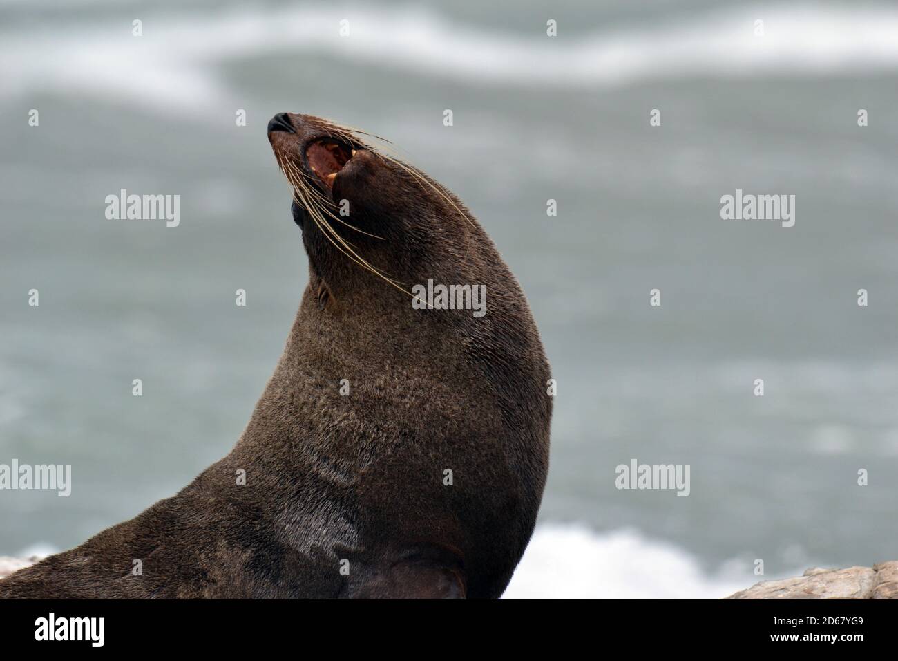 New Zealand Seebär oder Kekeno, Arctocephalus Forsteri, Kaikoura Halbinsel, Kaikoura, Südinsel, Neuseeland Stockfoto