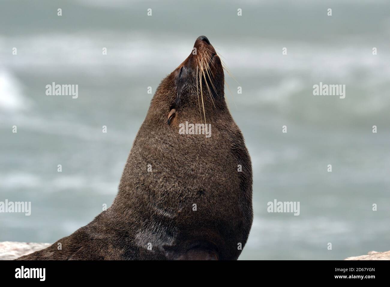 New Zealand Seebär oder Kekeno, Arctocephalus Forsteri, Kaikoura Halbinsel, Kaikoura, Südinsel, Neuseeland Stockfoto