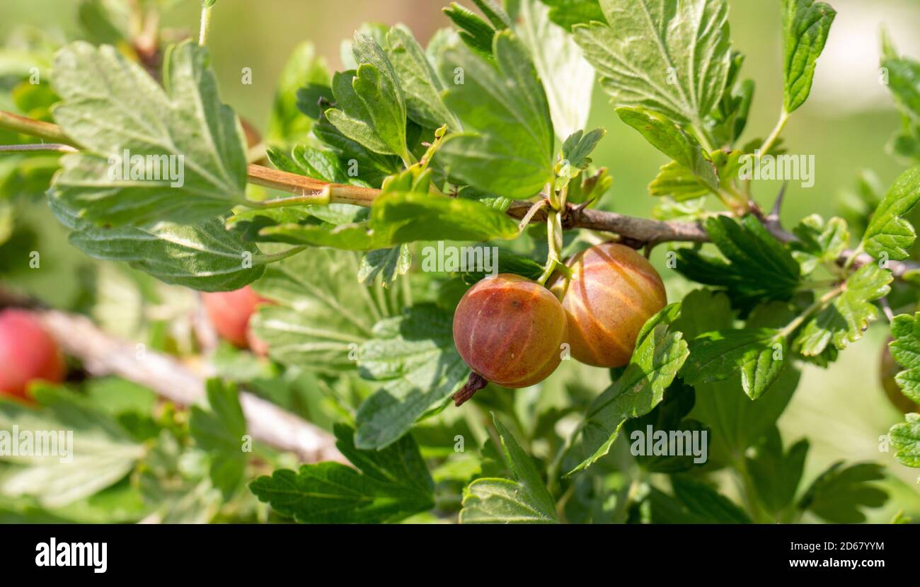 Stachelbeeren auf einem grünen Zweig, frisches Obst im Garten. Stockfoto