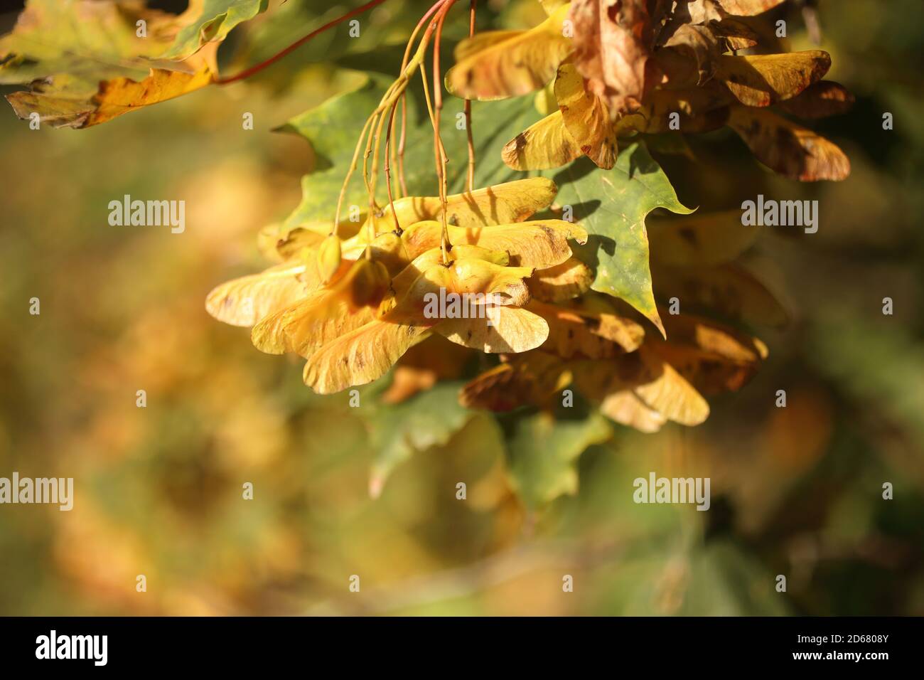 Goldene Ahorn samaras im Herbst in der Natur Stockfoto