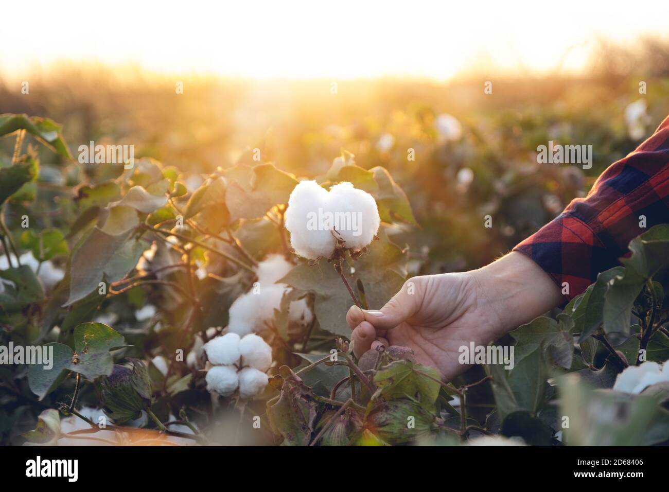 Junge Bäuerin erntet einen Baumwollkokon in einem Baumwollfeld. Die Sonne geht im Hintergrund unter. Stockfoto